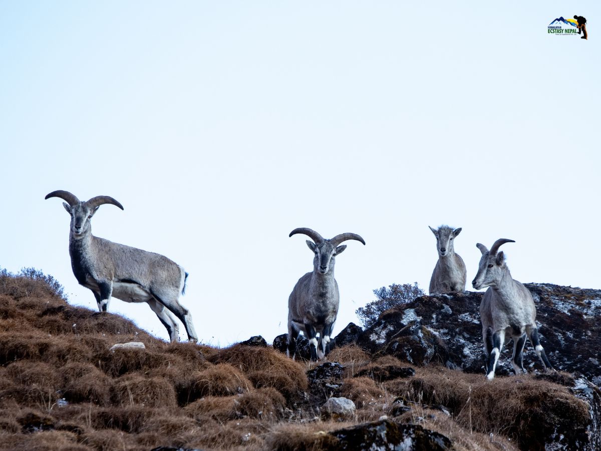 himalayan blue sheep in kanchenjunga conservation area