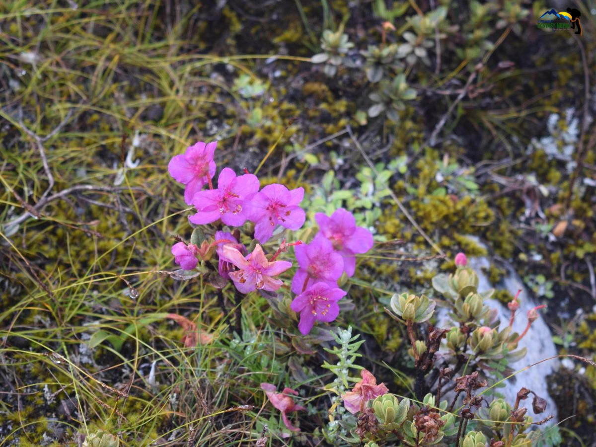 wildflowers in manaslu trail in monsoon season